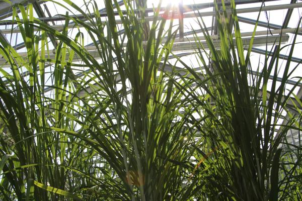 Variétés de canne à sucre © C. Dangléant , Cirad