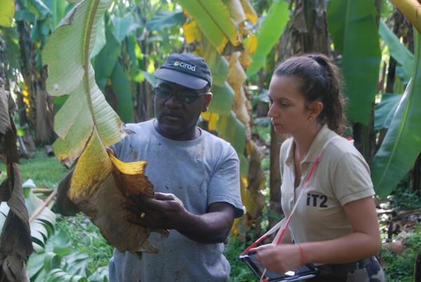 Les partenaires du Cirad et de l’IT2 évaluent le niveau de sensibilité à la cercosporiose noire sur des descendances produites par la plateforme de création et de sélection du Cirad © F. Salmon, Cirad