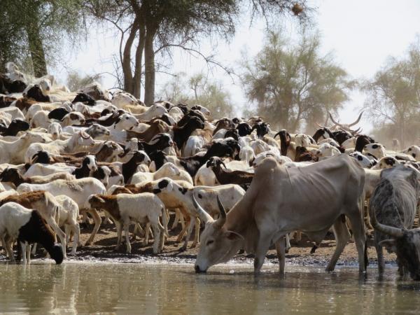 Ferlo region, Senegal © S. Taugourdeau, CIRAD