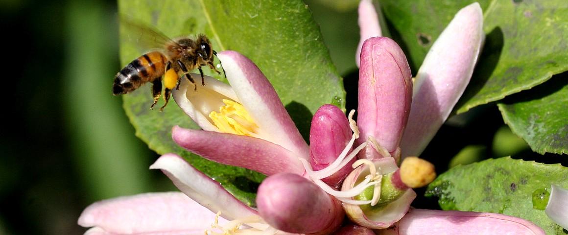 Rémunérer la conservation de la biodiversité pour les services que l’humanité en retire est un concept en pleine expansion. Encore disparates et peu étudiés, ces mécanismes de financement offrent néanmoins un fort potentiel pour préserver les écosystèmes et les services qui leur sont associés © Cirad, F. Le Bellec