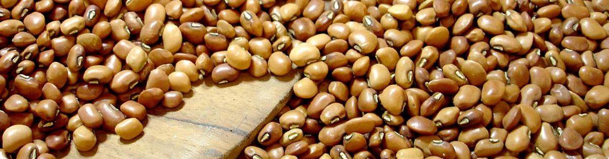 Cowpea has many nutritional virtues © Y. Hemery, IRD