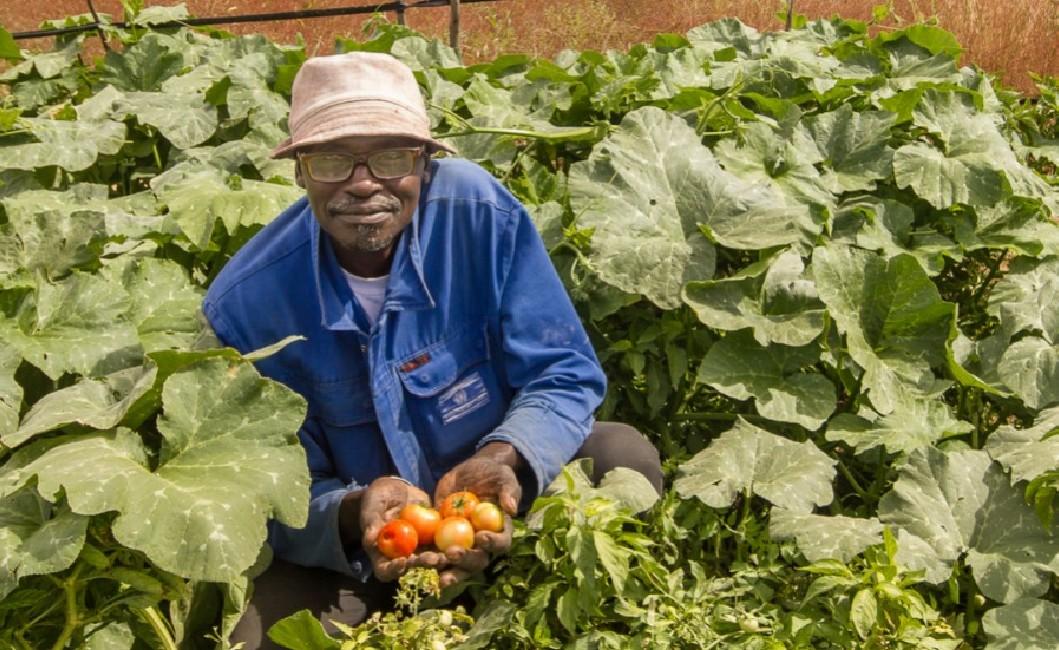 Pour s’adapter à la raréfaction de l’eau, ce producteur de Ngoé au Sénégal, a déployé une batterie d’innovations © R. Belmin, Cirad