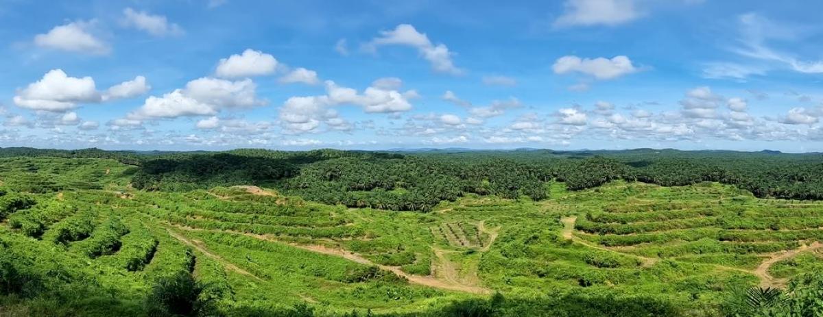 Cultures de palmier à huile dans l'État malaisien de Sabah sur l'île de Bornéo © A. Rival, Cirad