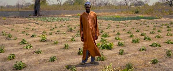 Paysan sénégalais qui repique ses aubergines dans des poquets remplis de matière organique. L’arrosage se limite au remplissage de ces poquets. © R. Belmin, Cirad