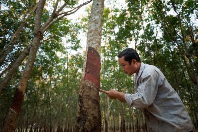 Hévéaculture en Asie. © Cirad