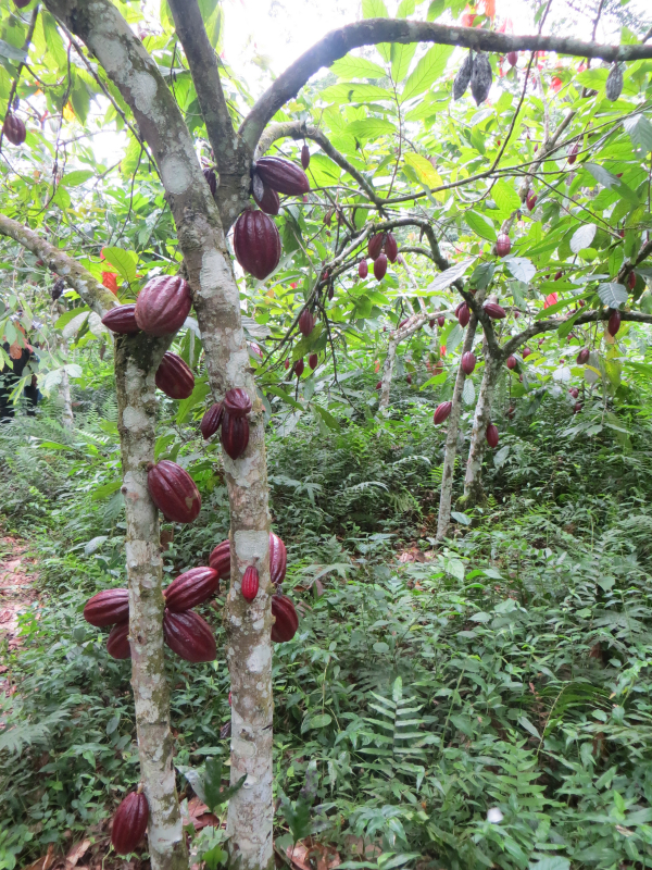 Cocoa tree in Central Africa © CIRAD, V. Pagani