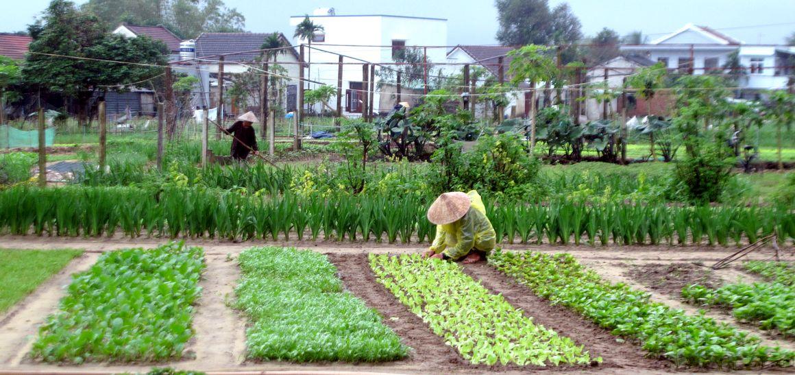 Agricultrices au Vietnam © V. Bonneaud, Cirad