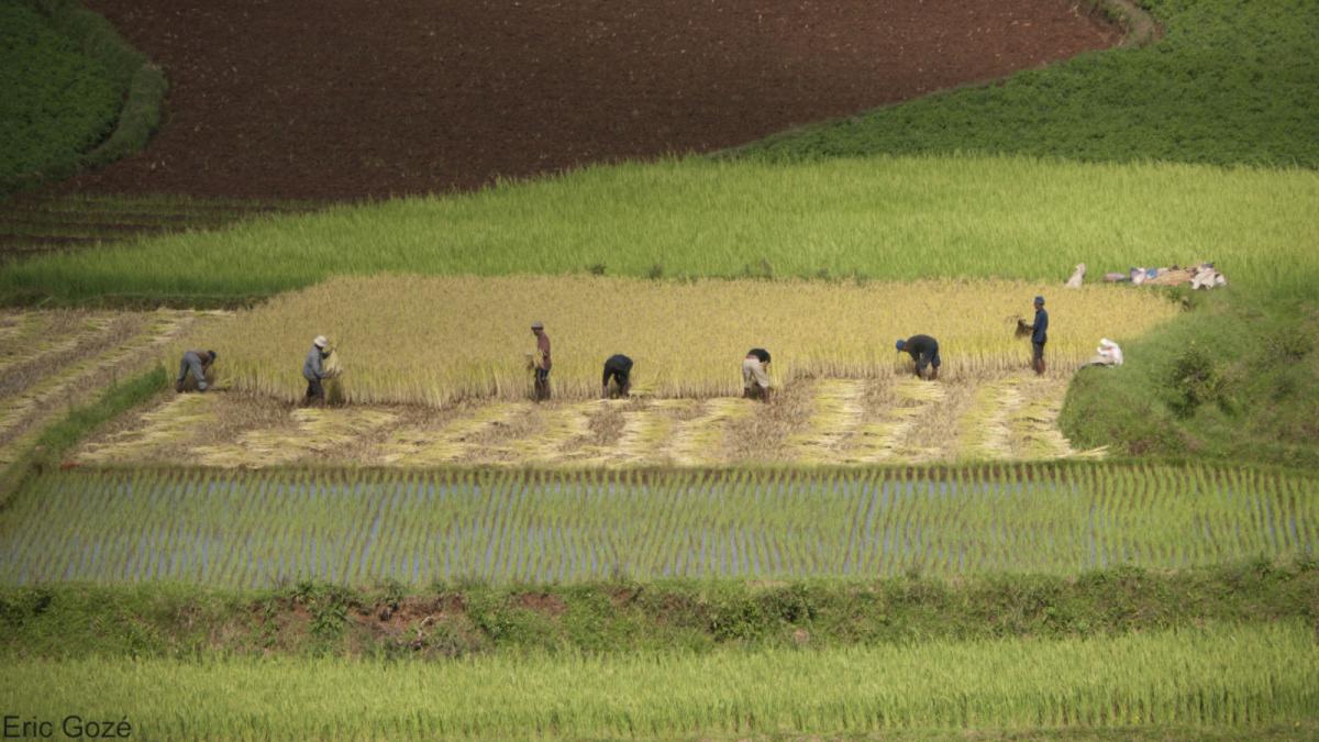 Agrimonde-Terra construit des scénarios pour explorer de nouveaux modèles agricoles © E. Gozé, Cirad