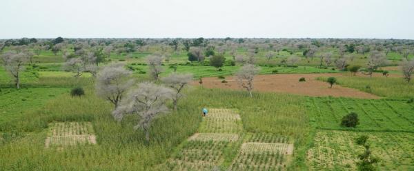 Agroforestry in the Sahel during the wet season © C. Dangléant, CIRAD