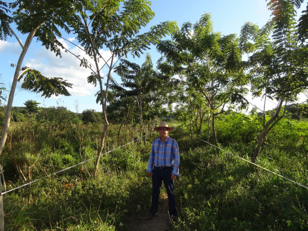 Les pratiques d’agroforesterie augmentent la fertilité de la terre, réduisent l’érosion des sols, boostent la pollinisation, créent des habitats pour la biodiversité, augmentent la séquestration du carbone, etc. Elles réduisent les risques d'incendies en saison sèche grâce à l'humidité injectée dans l’atmosphère par l’évapotranspiration © R. Poccard-Chapuis, Cirad