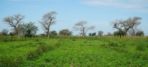 Arachide cultivé en agroforesterie au Sahel. © C. Dangléant, Cirad