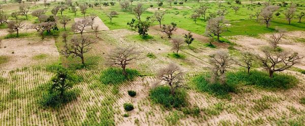 Mil sous parc à Faidherbia.  © L. Leroux, Cirad