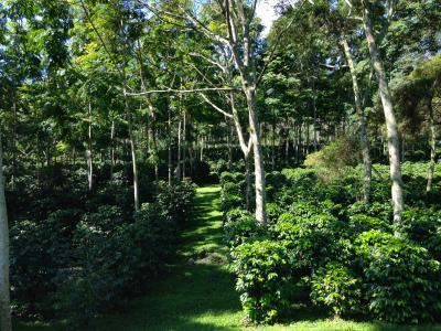 Agroforestry and coffee in Latin America © J-C. Breitler, CIRAD