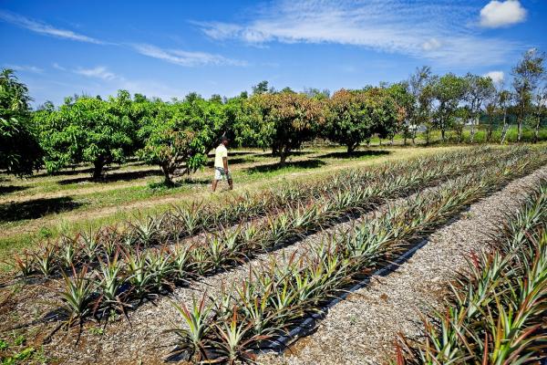 Pineapple trials at the CIRAD Bassin Plat station. © R. Carayol, CIRAD