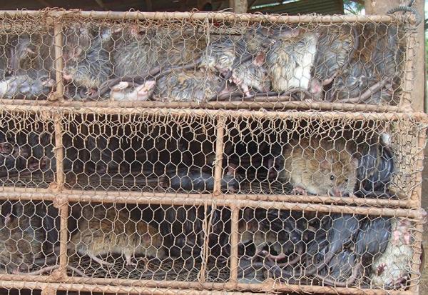 Animaux sauvages à la vente sur un marché cambodgien © Institut Pasteur du Cambodge