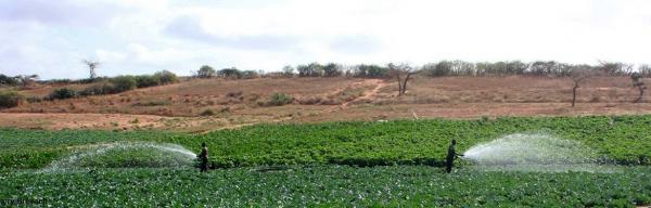 Arrosage dans la zone maraîchère des Niayes, Sénégal © Cirad