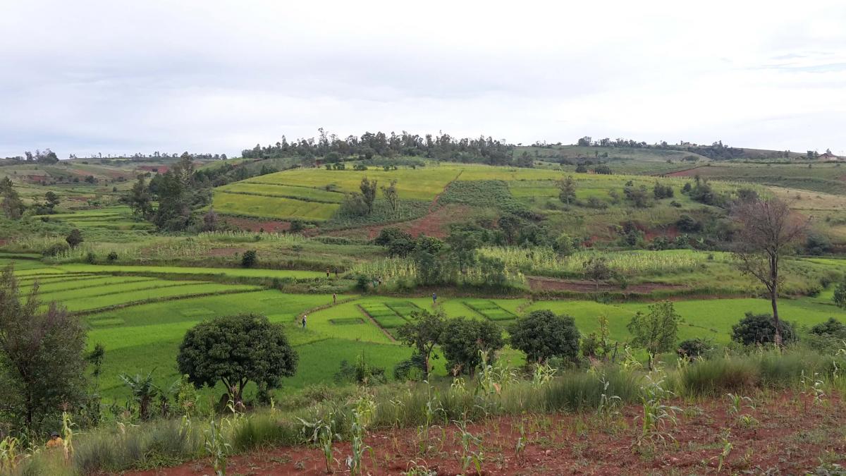 Vallée rizières avec essais agronomiques © Bertrand Muller, Cirad