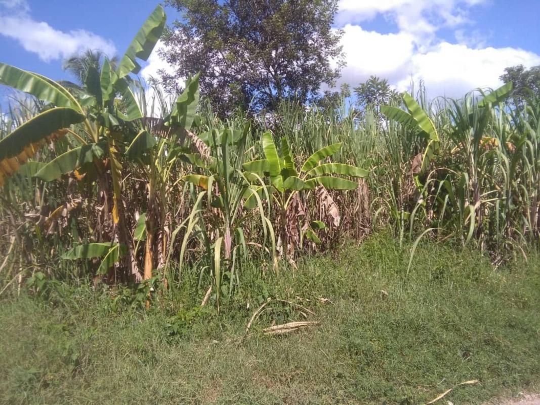 Associations de cultures (ici canne-banane) pour faire face à la variabilité et au changement climatique © B. Paul, Université Quisqueya