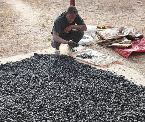 Trials in Senegal, as part of the EU Bio4Africa project © UASZ, B4A