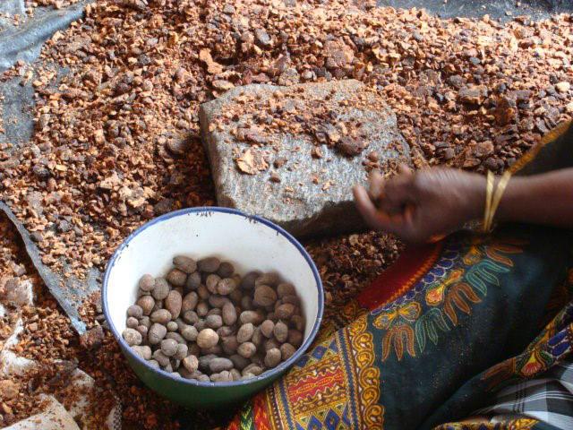 Le projet valorise les sous-produits émanant du karité (tourteaux de pressage, boue de barattage et coques) en tant que combustible, au lieu du bois de feu, non renouvelable, utilisé traditionnellement. © J. Blin, Cirad