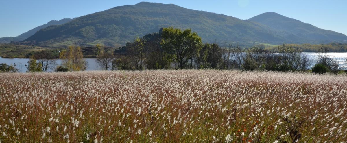 Legend: A field invaded by Bothriochloa barbinodis at Octon, near lake Salagou in the Hérault department, in 2015 © Guillaume Fried