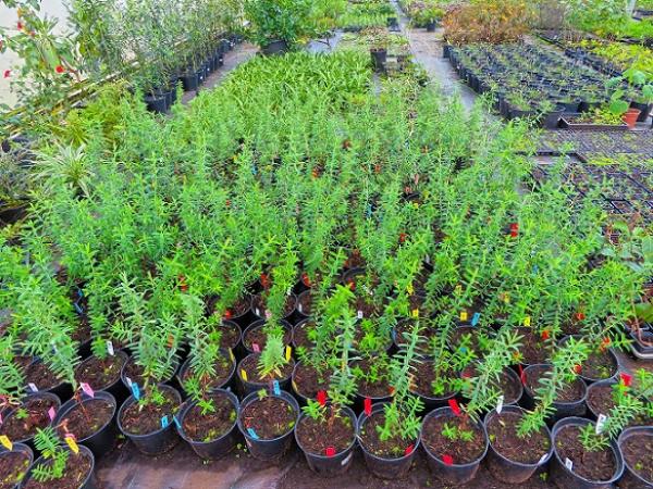 Jeunes plants de Fleur jaune (Hypericum lanceolatum), une espèce endémique de La Réunion © M. Naze, Cirad