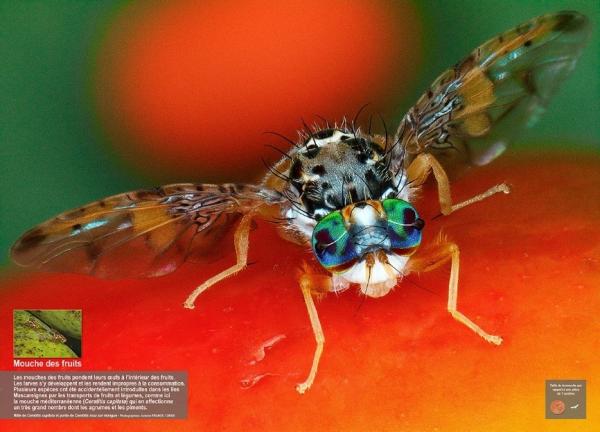 La mouche des fruits, un ravageur des cultures © A.Franck, Cirad