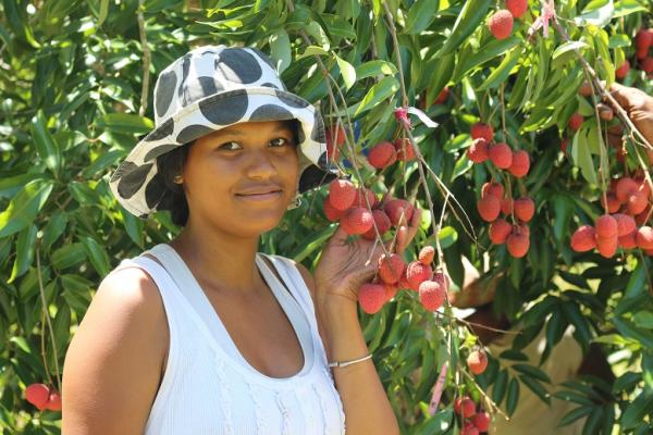 Le principal atout de Madagascar face à ses concurrents est la précocité de sa récolte, qui lui permet d’être présent en premier sur les marchés européens © Cirad