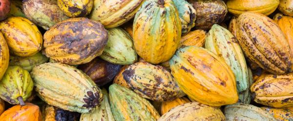 Cocoa pods © Fabien Beilhe