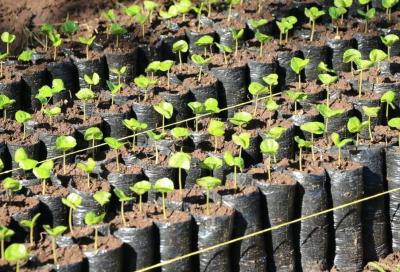 Jeunes plants de caféier, Coffea arabica, au Nicaragua. (© I. Vagneron/Cirad)