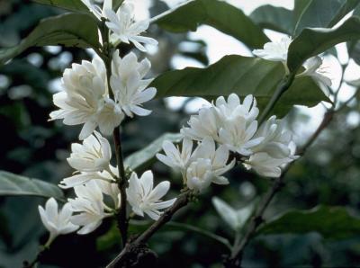 Caféier en fleurs. © C. Lanaud, Cirad