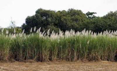 Champ de canne a sucre © Cirad