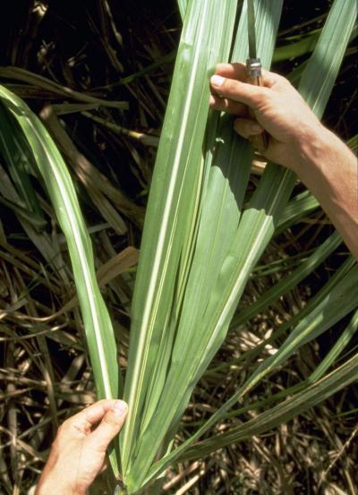 Feuille de canne à sucre © Cirad