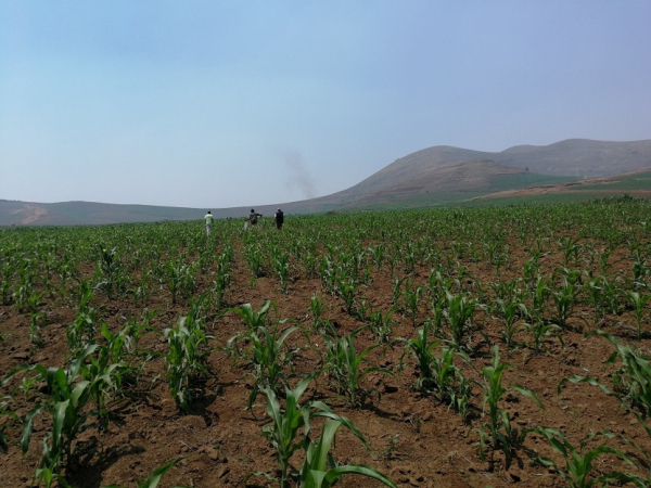 Commercial maize monoculture on vast areas of fertile soils, grown by farmers mainly using animal draught, in the Itasy region, some 1400 m above sea level © P. Autfray