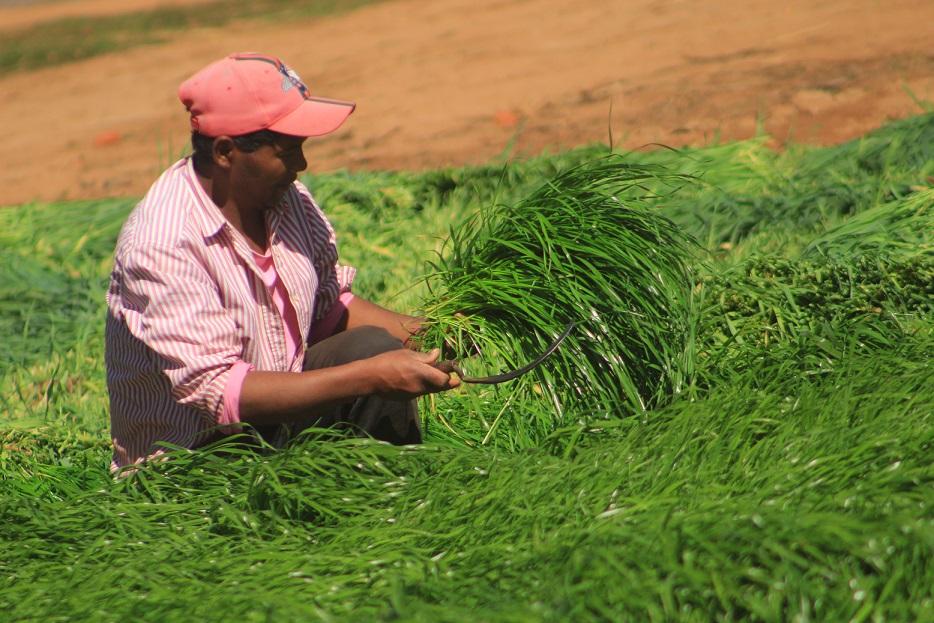 Ramassage quotidien de ray-grass par un paysan pour alimenter sa vache laitière © S. Vololonirina