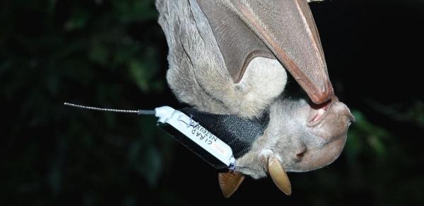 Chauve souris Hypsignathus monstrosus équipée d’une balise GPS pour étudier le comportement de cette espèces © Morgane Labadie