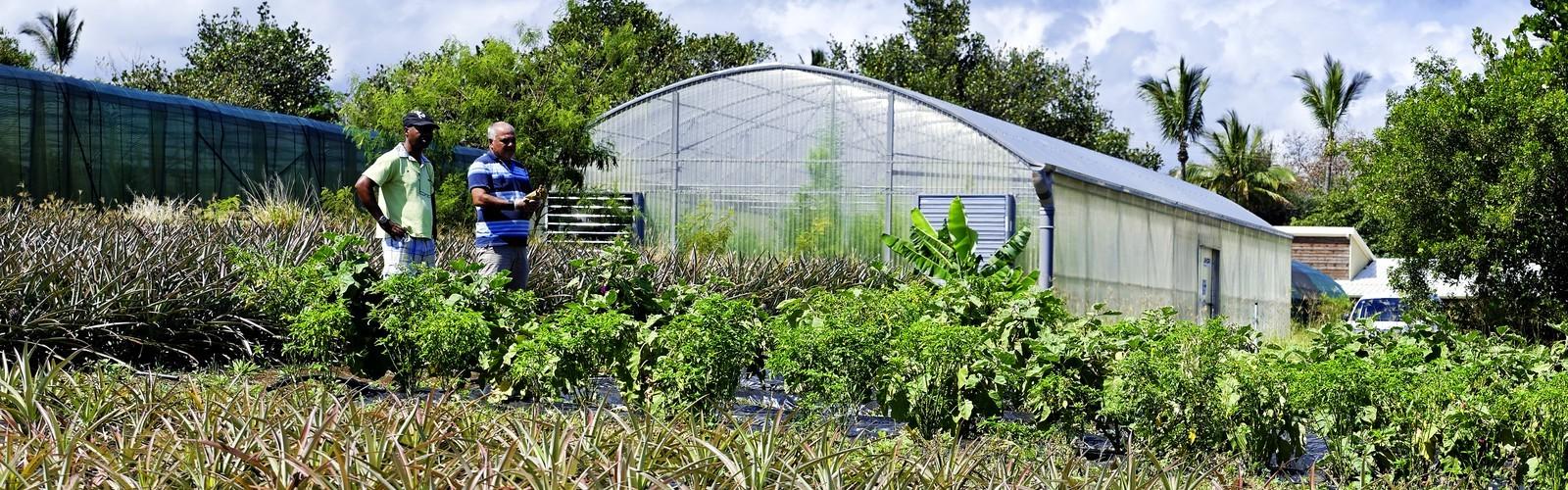 Station expérimentale du Cirad à Bassin plat (Saint Pierre de la Réunion) © R. Carayol, Cirad