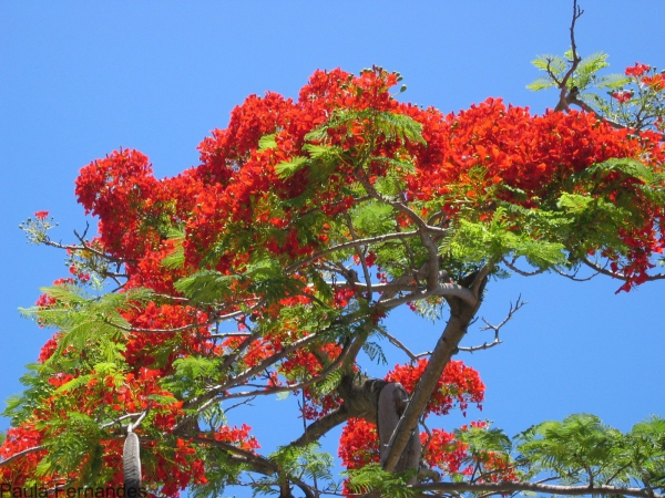 Flamboyant en fleurs. © Cirad, P. Fernandes