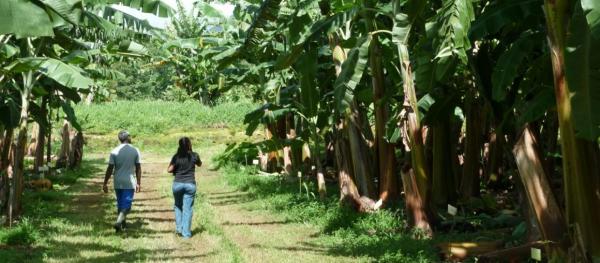 Collection de bananiers du Cirad en Guadeloupe © Cirad