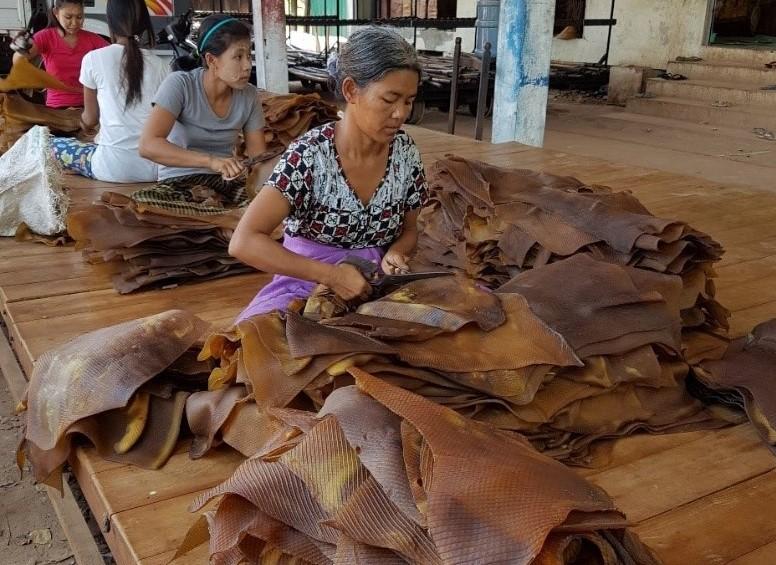 Manual checking of rubber sheets (RSS) and removal of impurities prior to sale, in a factory in Mon State © B. Chambon, CIRAD