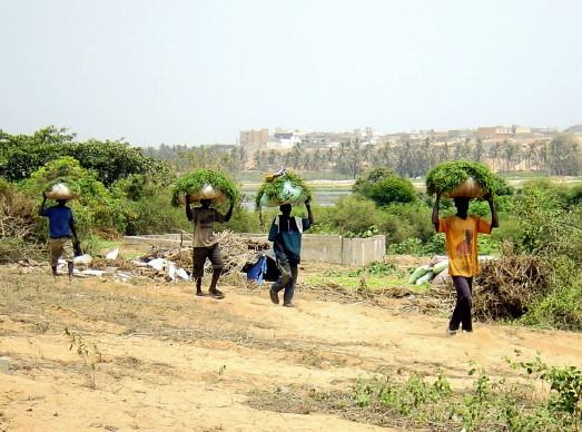 Coraf-Transport de produits maraîchers des Niayes Pikine au marché de Dakar © Cirad, I. Vagneron