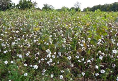 Champ de cotonniers dans le nord du Bénin. (© P. Marnotte/Cirad)