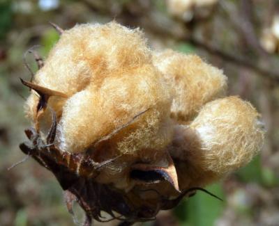 Capsule de cotonnier avec des fibres colorées, Bénin. (© P. Marnotte/Cirad)