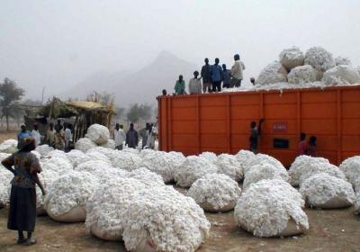 Chargement de la récolte de coton à Boklé, près de Garoua, Cameroun. (© A. Teyssier/Cirad)