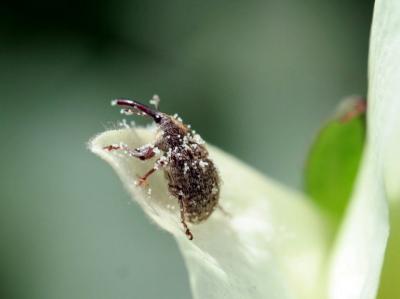 Charançon du cotonnier (Anthonomus grandis) couvert de pollen sur une fleur. (© P. Silvie/Cirad)