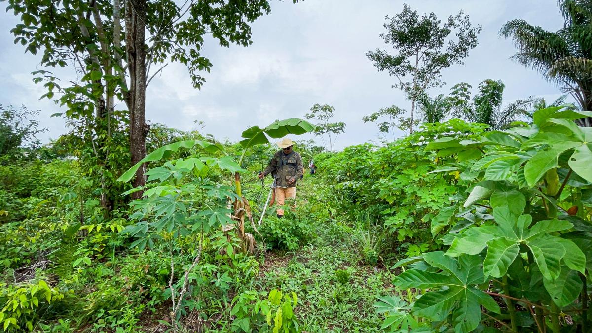 Parcelle d'agroforesterie avec plusieurs strates végétales, allant de la couverture au sol à des arbres de plusieurs mètres de hauteurs © Ianca Moreira, Refloramaz