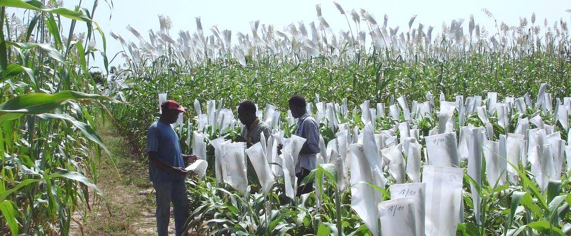 Field experimentation for varietal improvement of sorghum. © Cirad