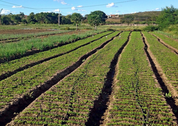 Cultures irriguées avec un système de goutte à goutte, Ceara, Brésil © J. Burte, Cirad