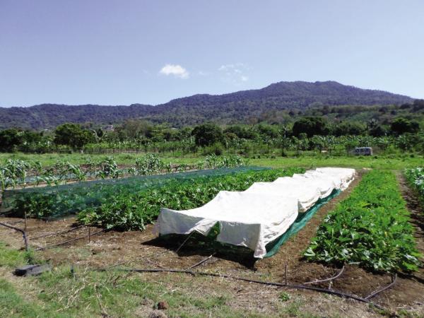 Cultures maraîchères sous filets anti-insectes © Cirad