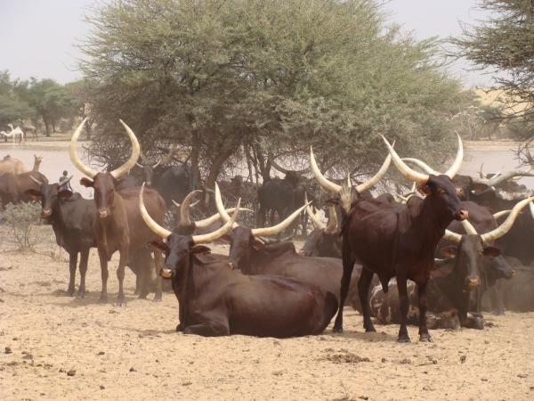 Bororo cows by a pond © I. Touré, CIRAD